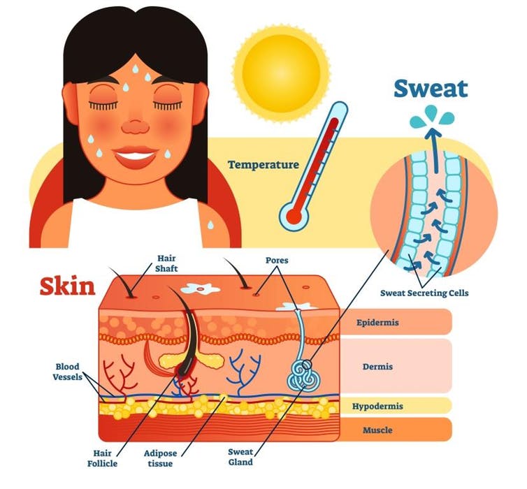 how we sweat diagram